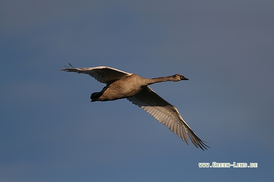 Höckerschwan - Copyright Stefan Pfützke