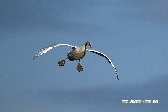 Höckerschwan - Copyright Stefan Pfützke