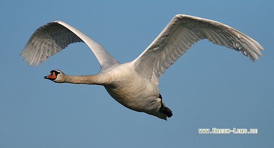 Höckerschwan - Copyright Stefan Pfützke