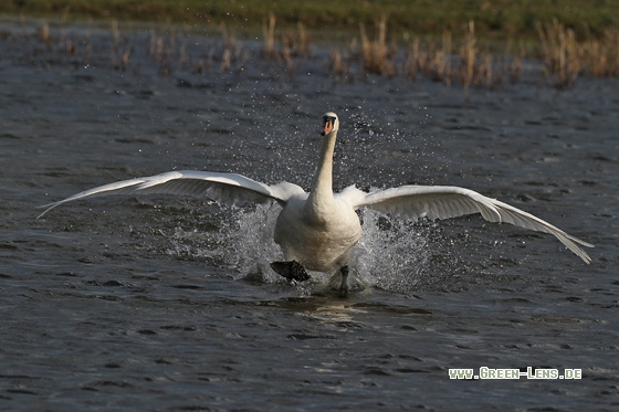 Höckerschwan - Copyright Stefan Pfützke