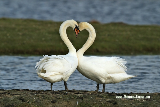 Höckerschwan - Copyright Stefan Pfützke