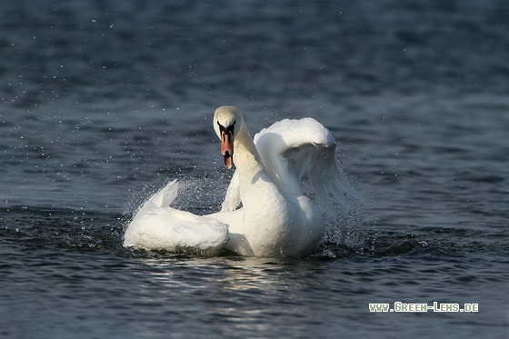 Höckerschwan - Copyright Stefan Pfützke