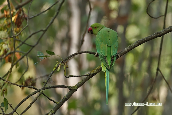 Halsbandsittich - Copyright Stefan Pfützke