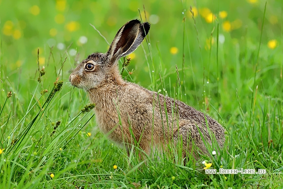 Europäischer Feldhase - Copyright Stefan Pfützke