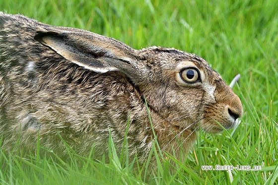 Europäischer Feldhase - Copyright Stefan Pfützke