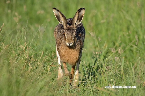 Europäischer Feldhase - Copyright Stefan Pfützke