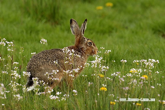 Europäischer Feldhase - Copyright Stefan Pfützke