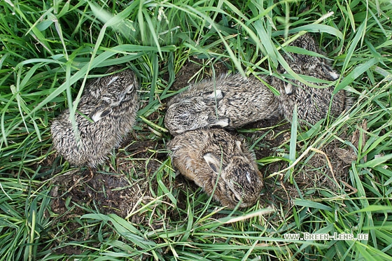 Europäischer Feldhase - Copyright Stefan Pfützke