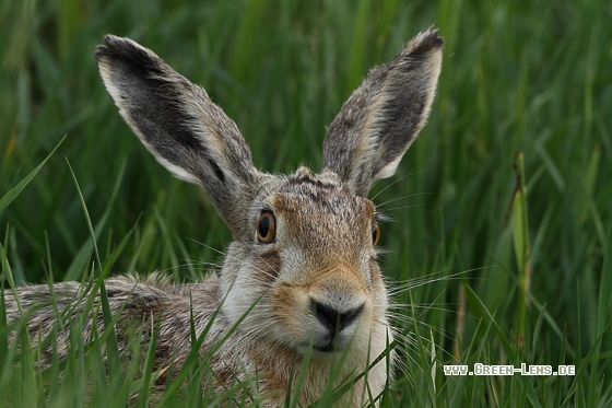 Europäischer Feldhase - Copyright Stefan Pfützke