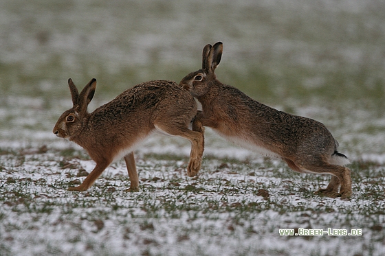 Europäischer Feldhase - Copyright Stefan Pfützke
