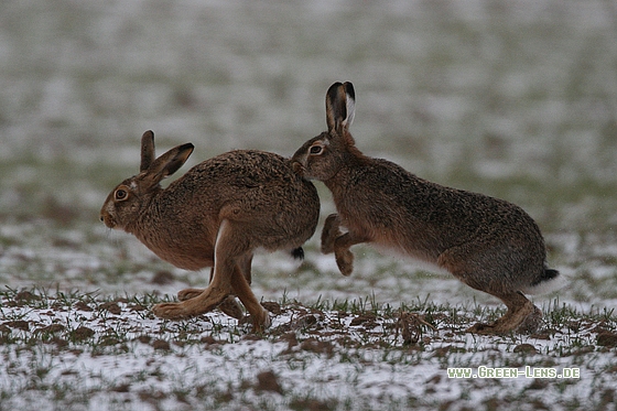 Europäischer Feldhase - Copyright Stefan Pfützke