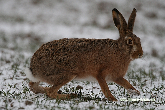 Europäischer Feldhase - Copyright Stefan Pfützke