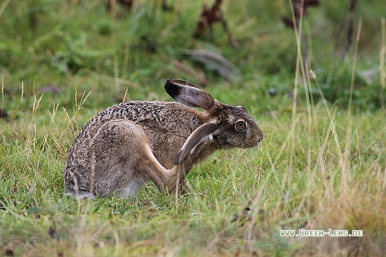 Europäischer Feldhase - Copyright Stefan Pfützke