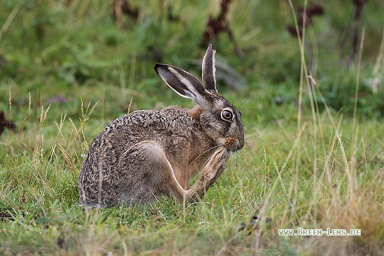 Europäischer Feldhase - Copyright Stefan Pfützke