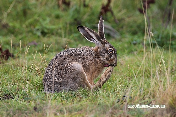 Europäischer Feldhase - Copyright Stefan Pfützke