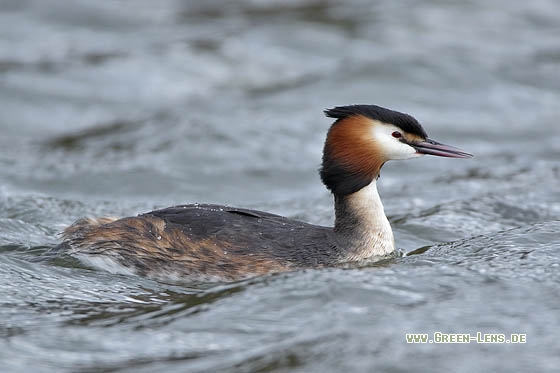 Haubentaucher - Copyright Stefan Pfützke