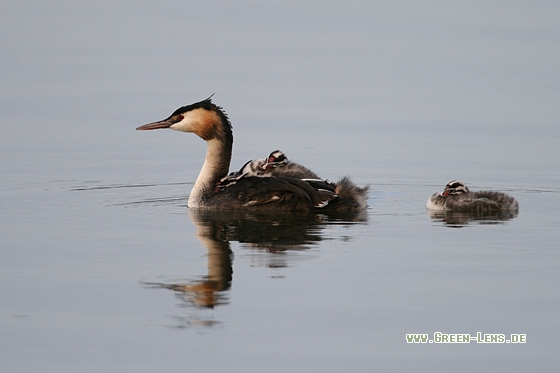 Haubentaucher - Copyright Stefan Pfützke