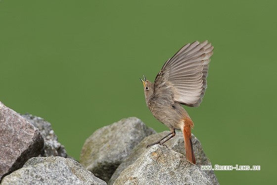Hausrotschwanz - Copyright Stefan Pfützke