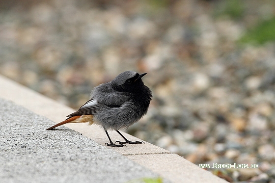 Hausrotschwanz - Copyright Stefan Pfützke