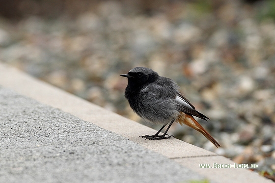 Hausrotschwanz - Copyright Stefan Pfützke