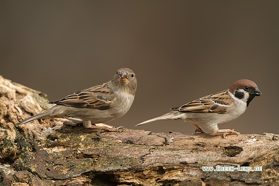 Haussperling - Copyright Stefan Pfützke