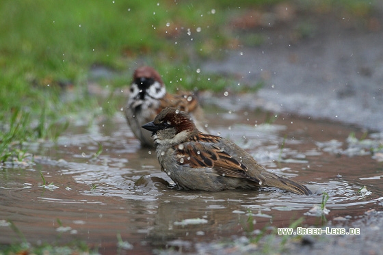 Haussperling - Copyright Stefan Pfützke