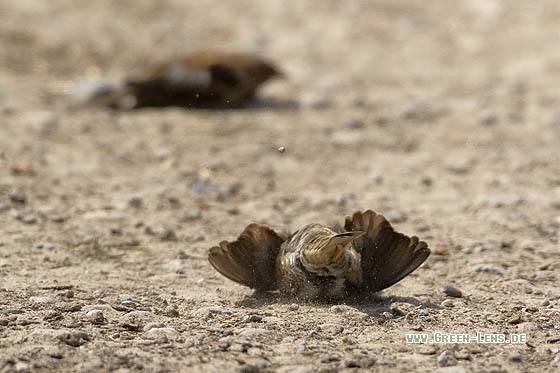 Haussperling - Copyright Stefan Pfützke