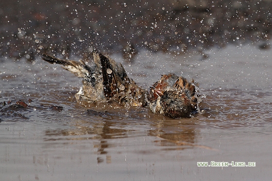 Haussperling - Copyright Stefan Pfützke