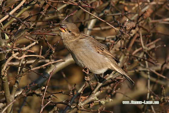 Haussperling - Copyright Stefan Pfützke
