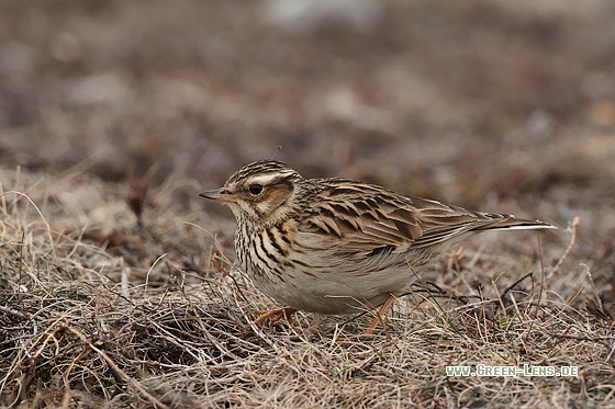 Heidelerche - Copyright Stefan Pfützke