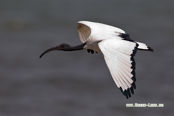 Heiliger Ibis - Copyright Mathias Putze