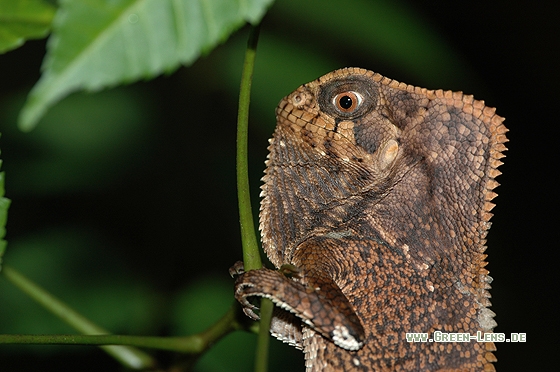 Helmleguan - Copyright Christian Gelpke