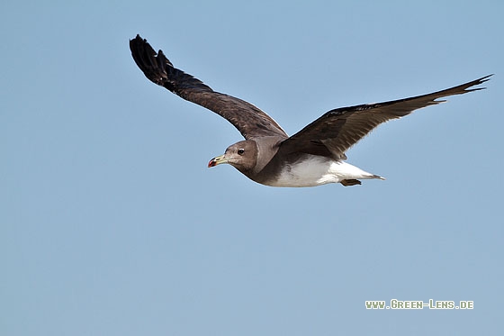 Hemprichmöwe - Copyright Stefan Pfützke