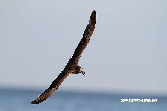 Hemprichmöwe - Copyright Stefan Pfützke