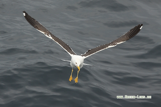 Heringsmöwe - Copyright Stefan Pfützke