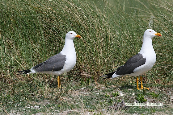 Heringsmöwe - Copyright Stefan Pfützke
