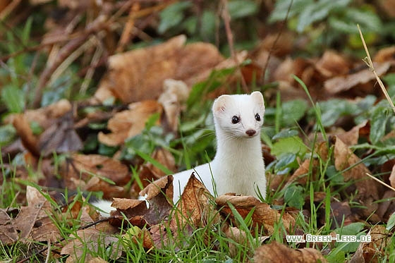 Hermelin - Copyright Stefan Pfützke