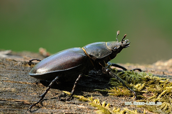 Hirschkäfer - Copyright Christian Gelpke