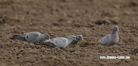 Hohltaube - Copyright Stefan Pfützke