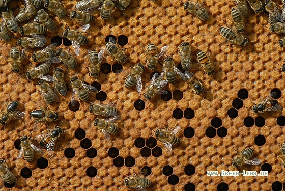 Honigbiene - Copyright Christian Gelpke