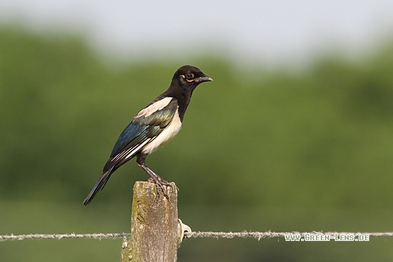 Elster - Copyright Christoph Moning