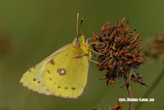 Hufeisenklee-Gelbling - Copyright Christian Gelpke