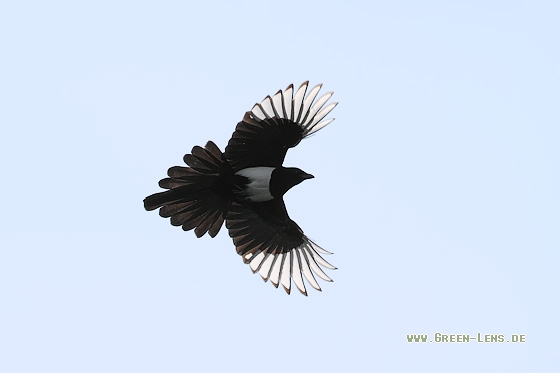 Elster - Copyright Stefan Pfützke