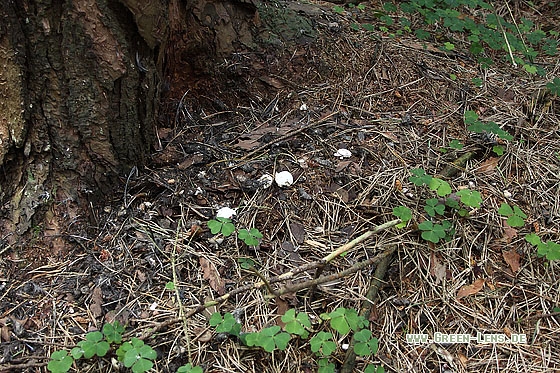 Sperlingskauz - Copyright Stefan Pfützke