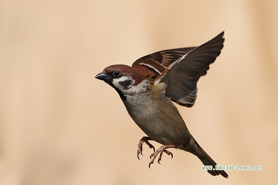 Feldsperling - Copyright Stefan Pfützke