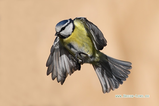 Blaumeise - Copyright Stefan Pfützke