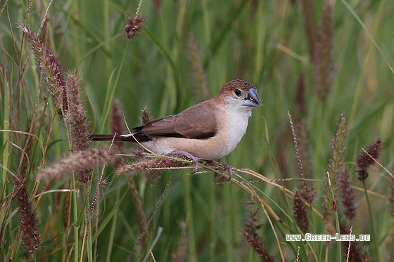 Indischer Silberschnabel - Copyright Stefan Pfützke