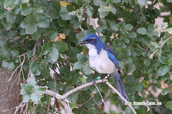 Insel Buschhäher - Copyright Christoph Moning