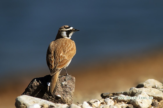 Saharaohrenlerche - Copyright Stefan Pfützke