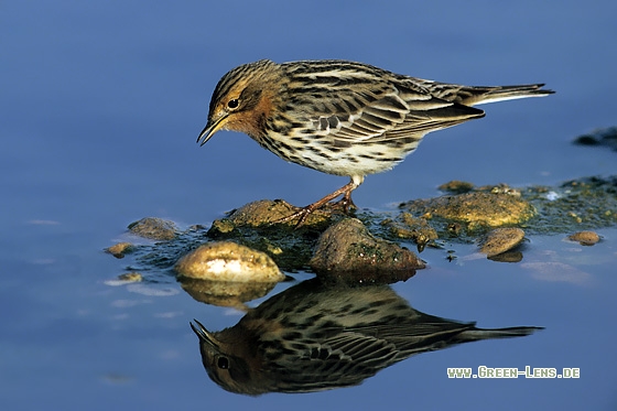 Rotkehlpieper - Copyright Stefan Pfützke